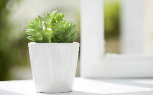 春色裝飾辦公區(qū)內(nèi)綠色植物